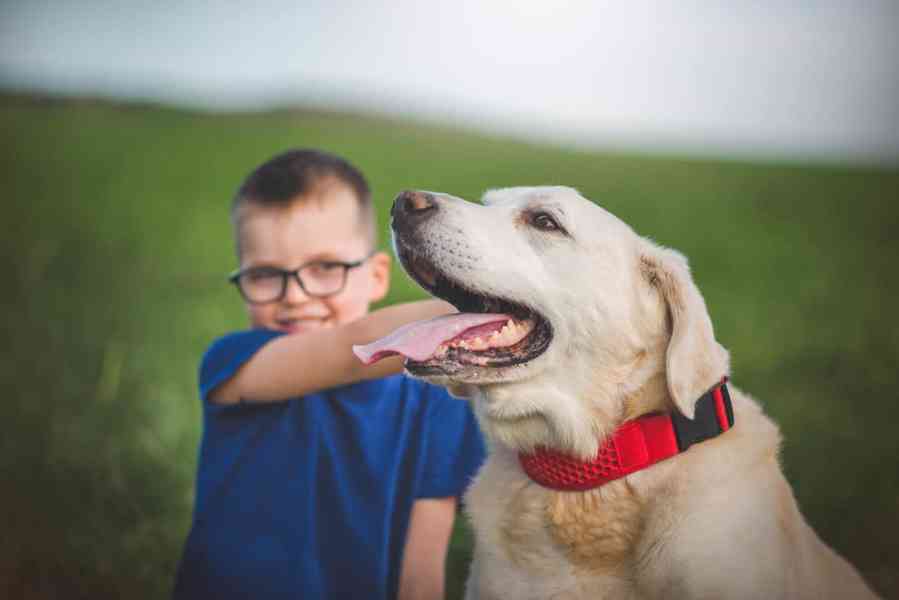 ZIGGY - Labrador 45 kg, 12 let  - foto 4