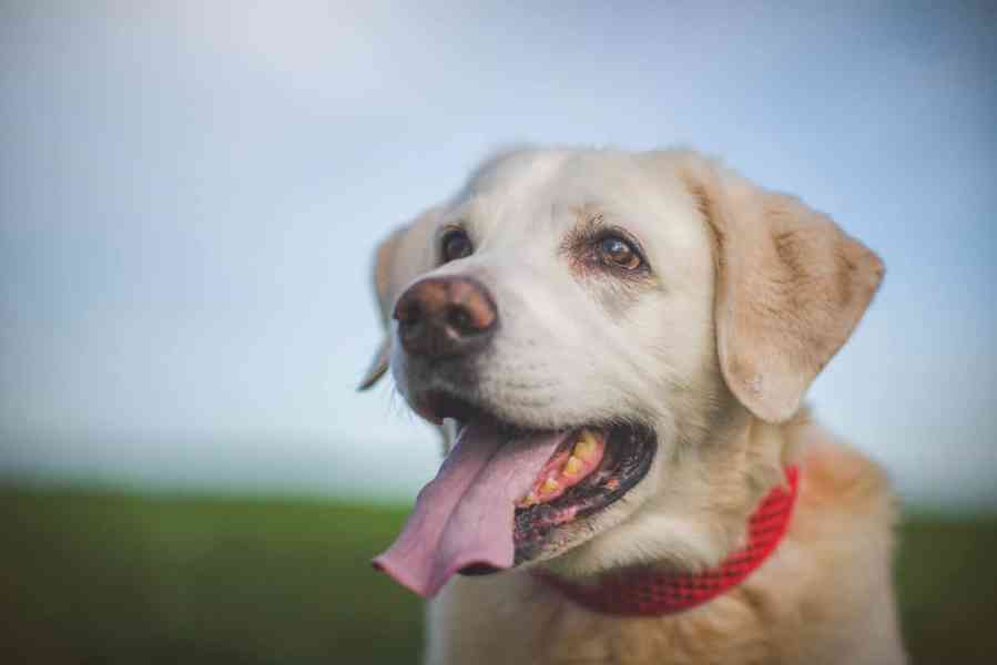 ZIGGY - Labrador 45 kg, 12 let - foto 1