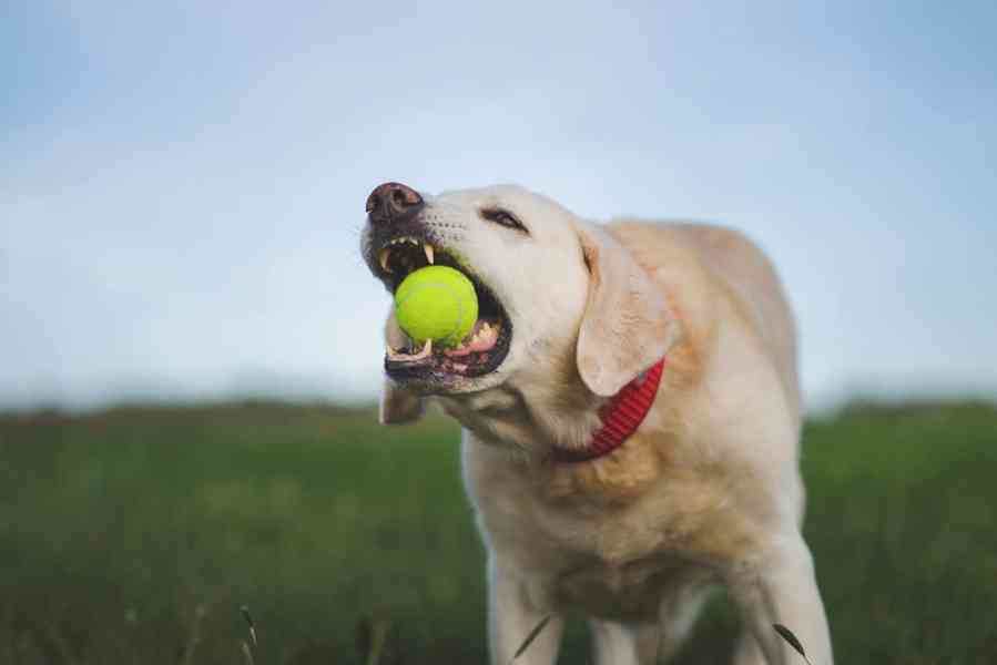 ZIGGY - Labrador 45 kg, 12 let  - foto 7
