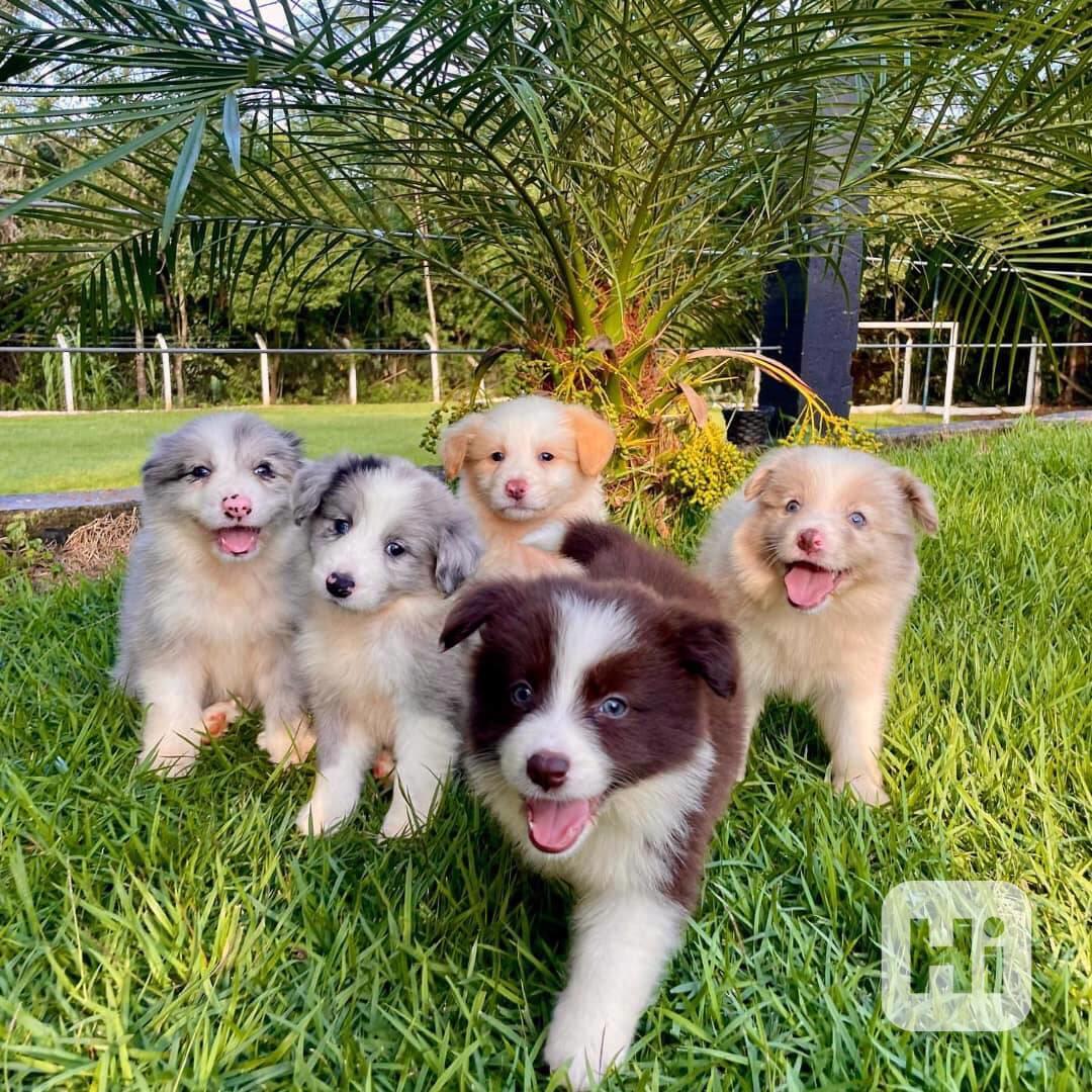 🐾 Rozkošná a úžasná štěňata border kolie na prodej 🐾 - foto 1