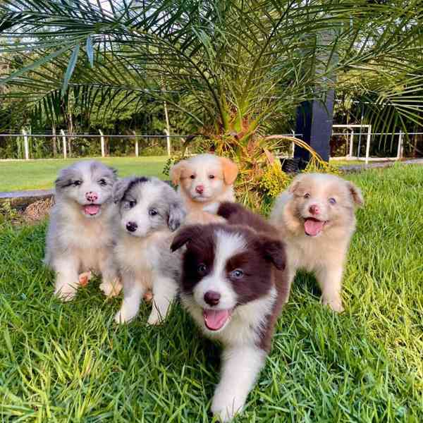 🐾 Rozkošná a úžasná štěňata border kolie na prodej 🐾 - foto 1