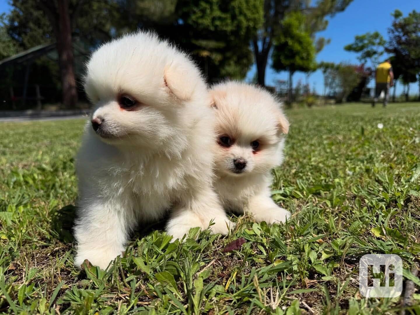 🌟🐾 Krásná štěňátka pomeranských ovčáků - foto 1