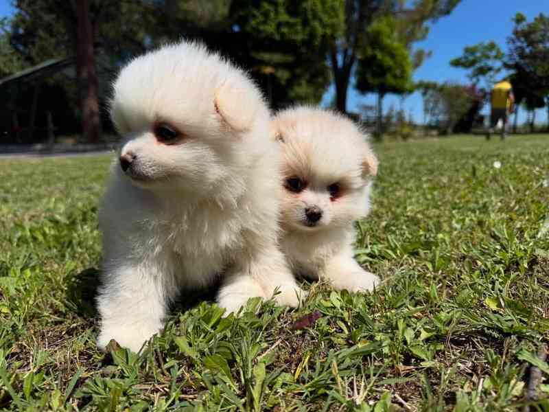 🌟🐾 Krásná štěňátka pomeranských ovčáků - foto 1