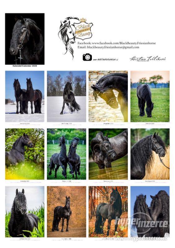 Kalendář s frískými hřebci Black Beauty