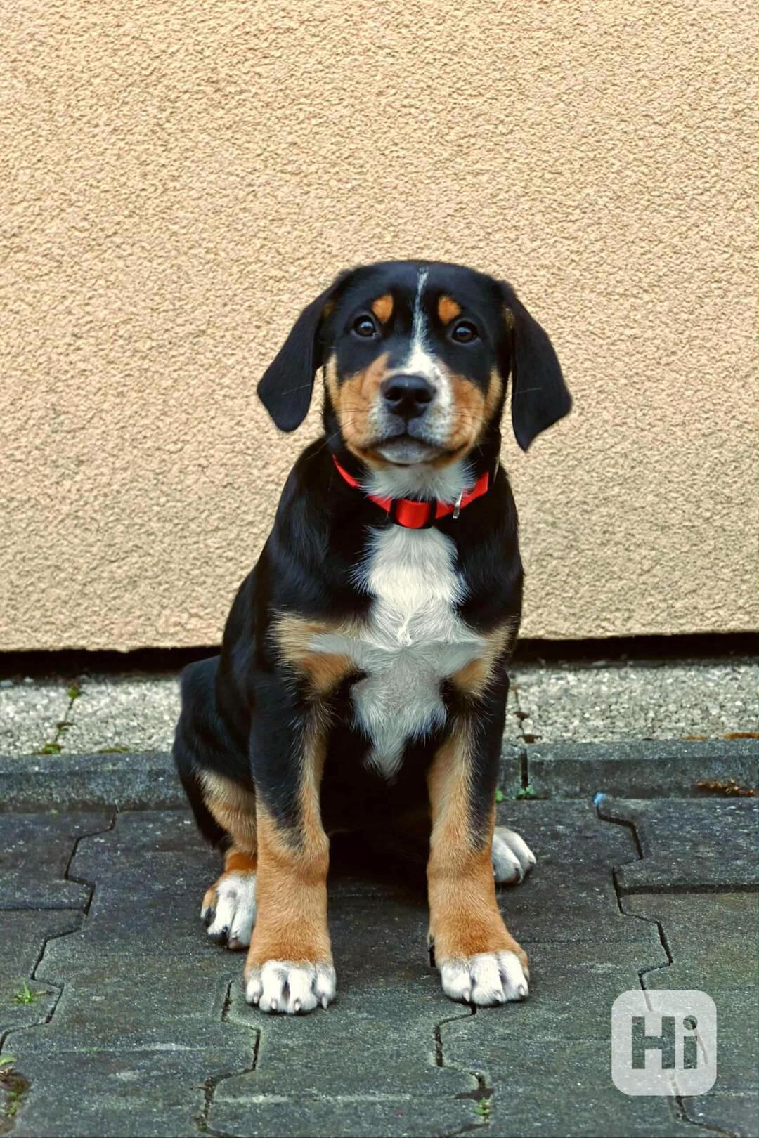 Štěňata  - foto 1