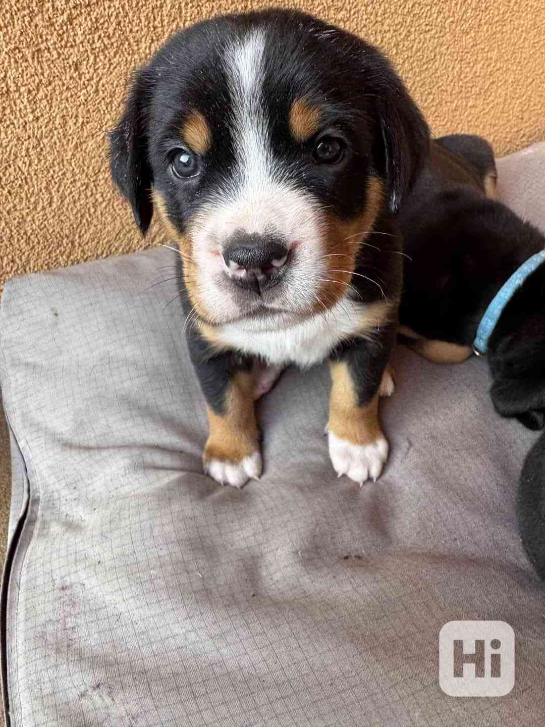 Štěňata  - foto 1