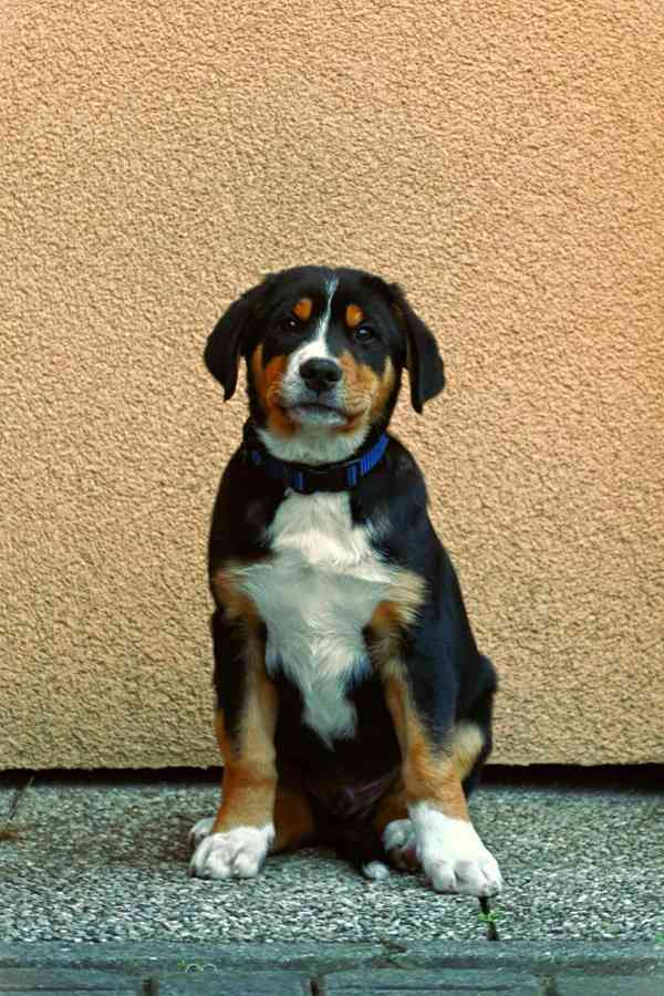 Štěňata  - foto 2