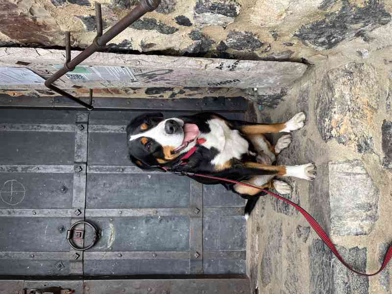 Štěňata  - foto 4