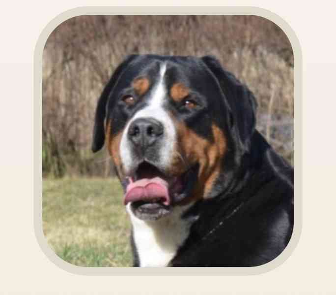 Štěňata  - foto 5