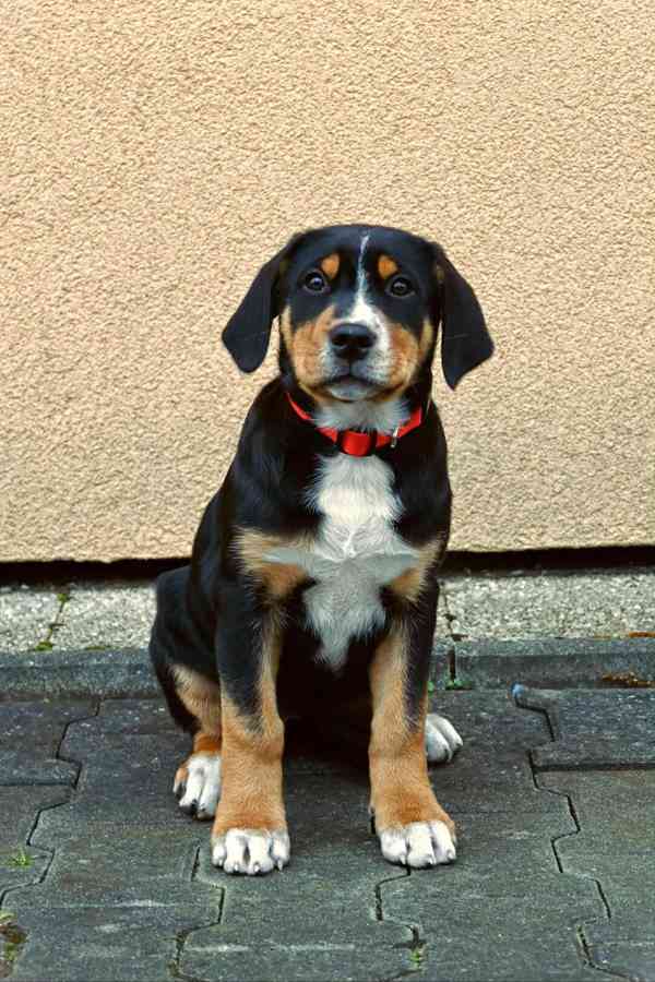 Štěňata  - foto 1