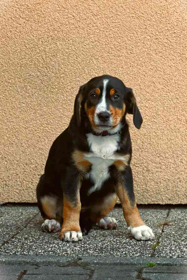 Štěňata  - foto 3