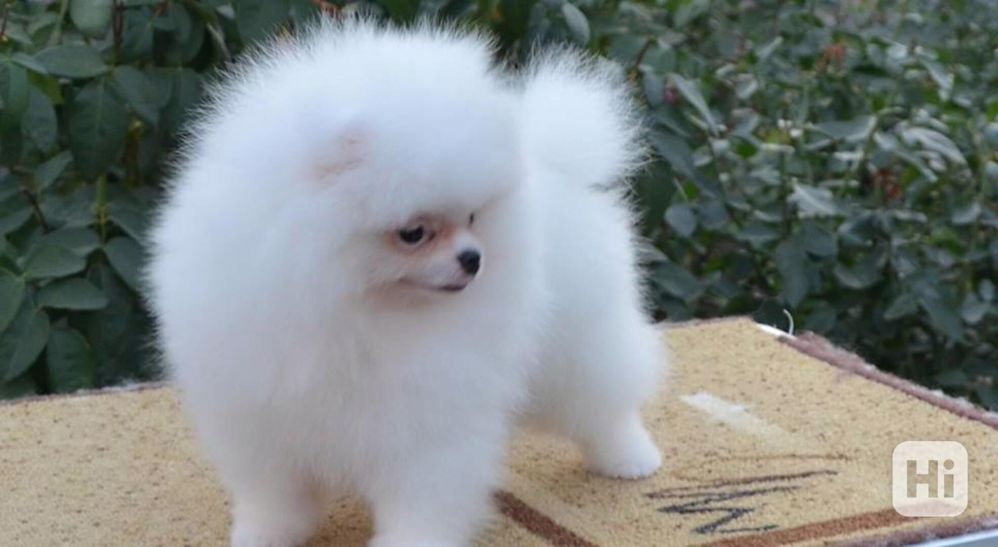 Německý špic, Pomeranian malý bílý - foto 1