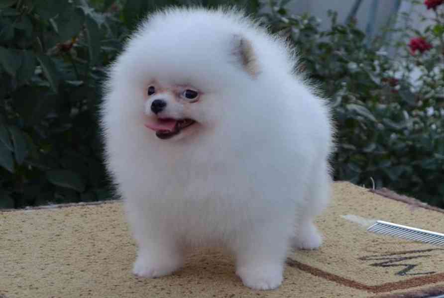 Německý špic, Pomeranian malý bílý - foto 2