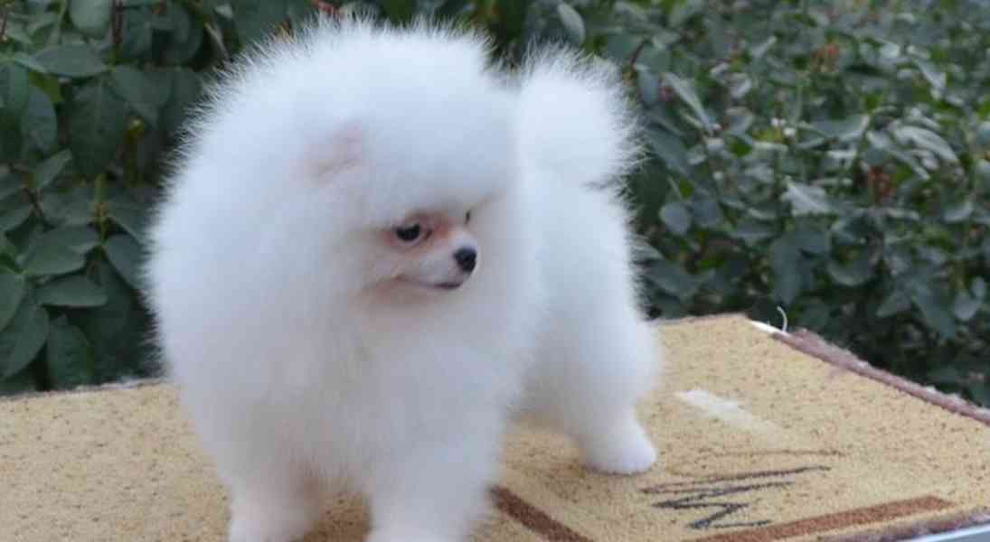 Německý špic, Pomeranian malý bílý - foto 1