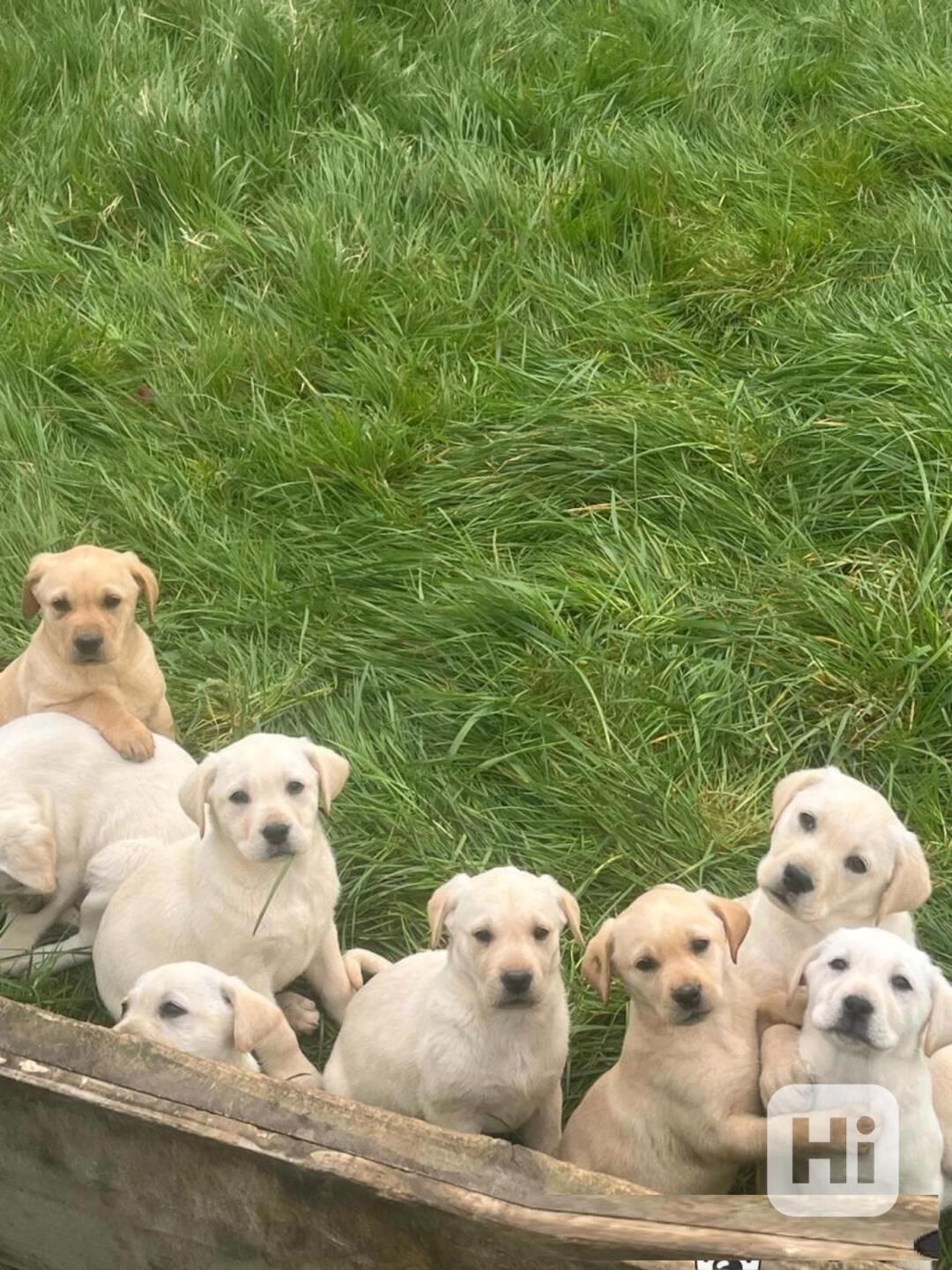 Štěňata labradora (4 holky, 1 pejsek) - foto 1