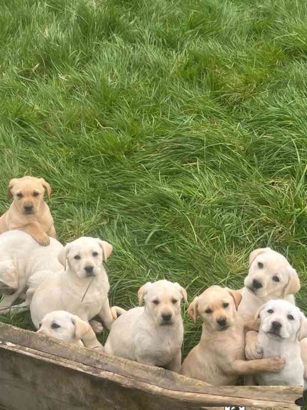 Štěňata labradora (4 holky, 1 pejsek)