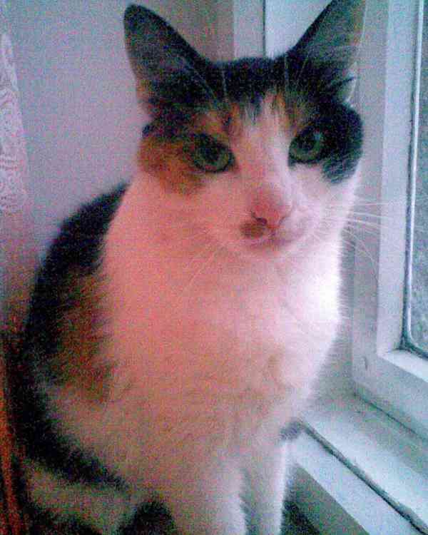 Obrázek kočičky 30cm na hrob - foto 4