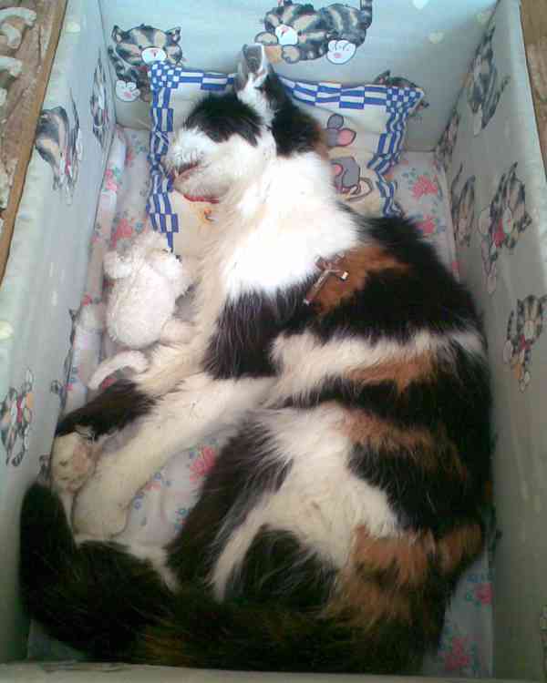 Obrázek kočičky 30cm na hrob - foto 7