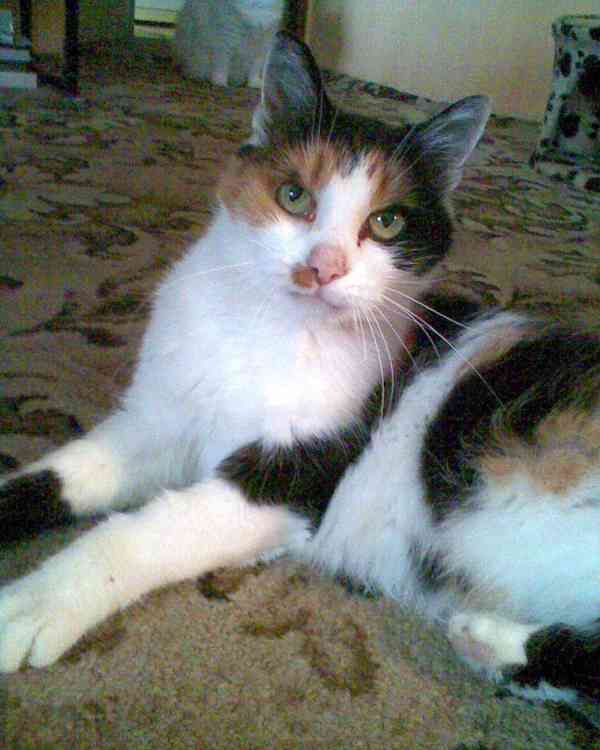 Obrázek kočičky 30cm na hrob - foto 5