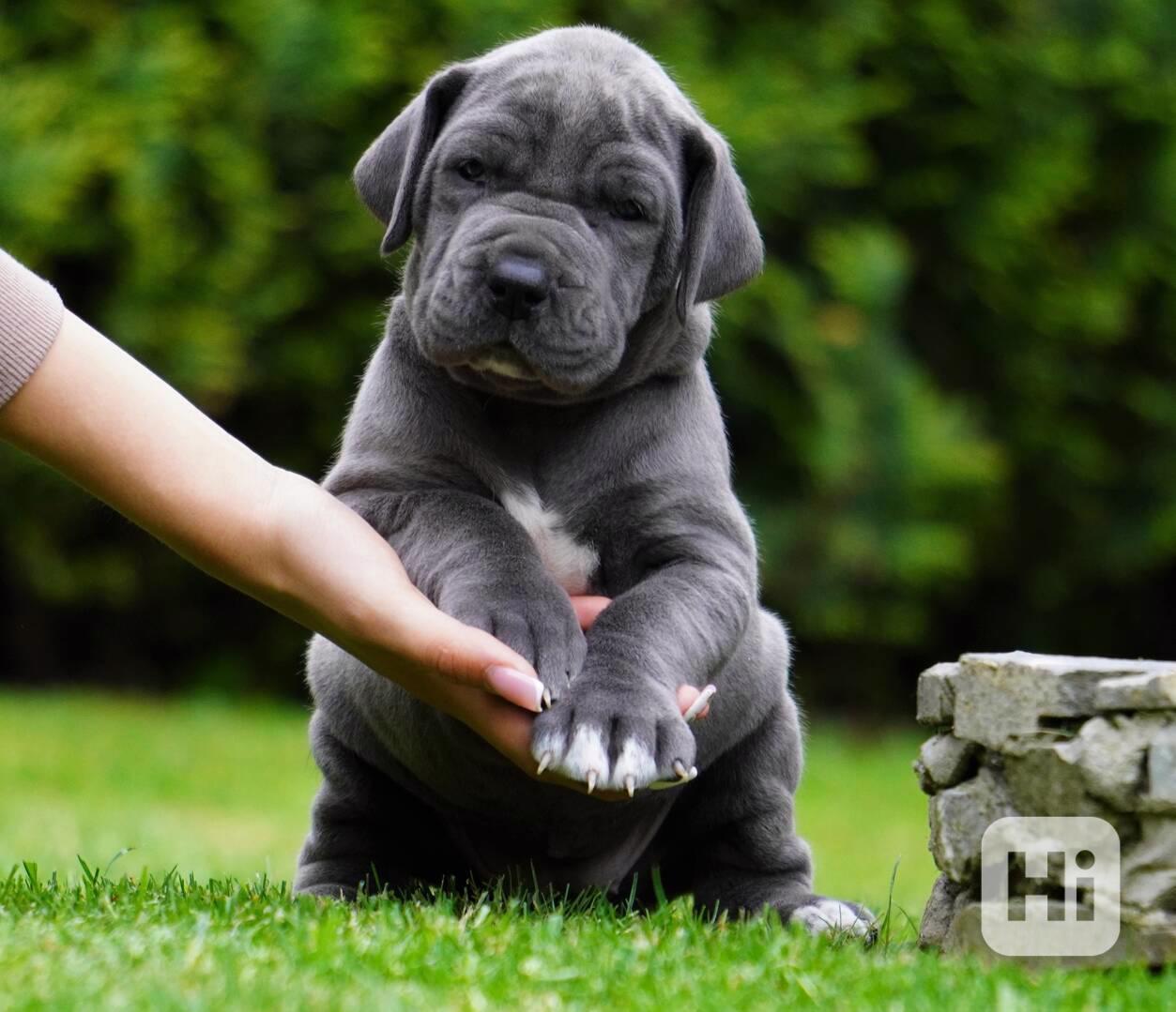 Štěňata německé dogy modrý vrh FCI 2023 - foto 1