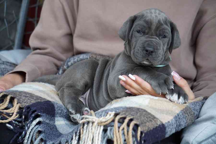 Štěňata německé dogy modrý vrh FCI 2023 - foto 4