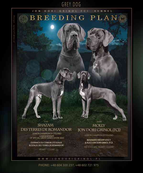 Štěňata německé dogy modrý vrh FCI 2023 - foto 2