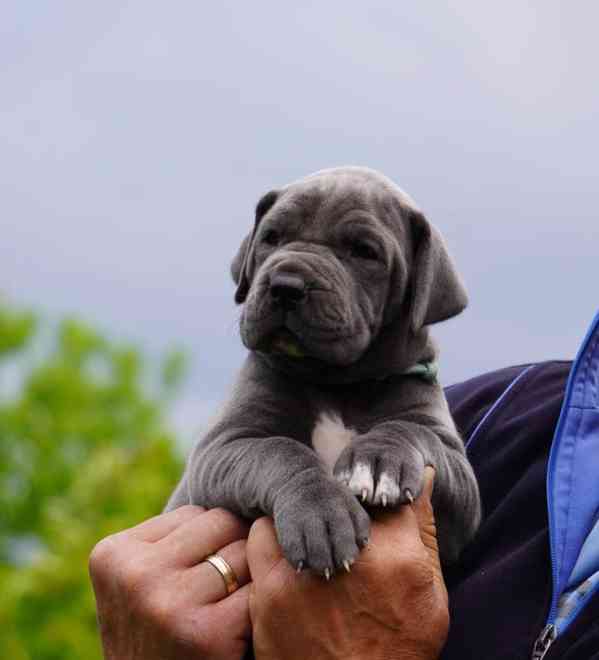 Štěňata německé dogy modrý vrh FCI 2023 - foto 5