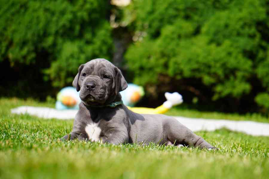 Štěňata německé dogy modrý vrh FCI 2023 - foto 3