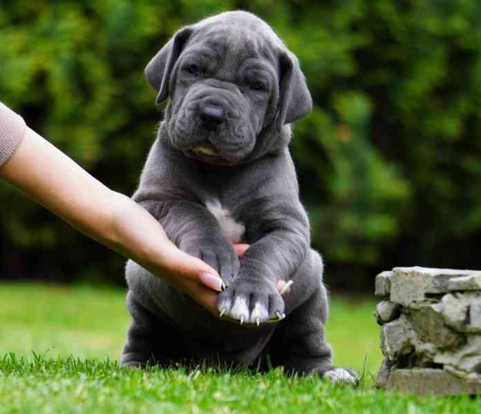 Štěňata německé dogy modrý vrh FCI 2023 - foto 1