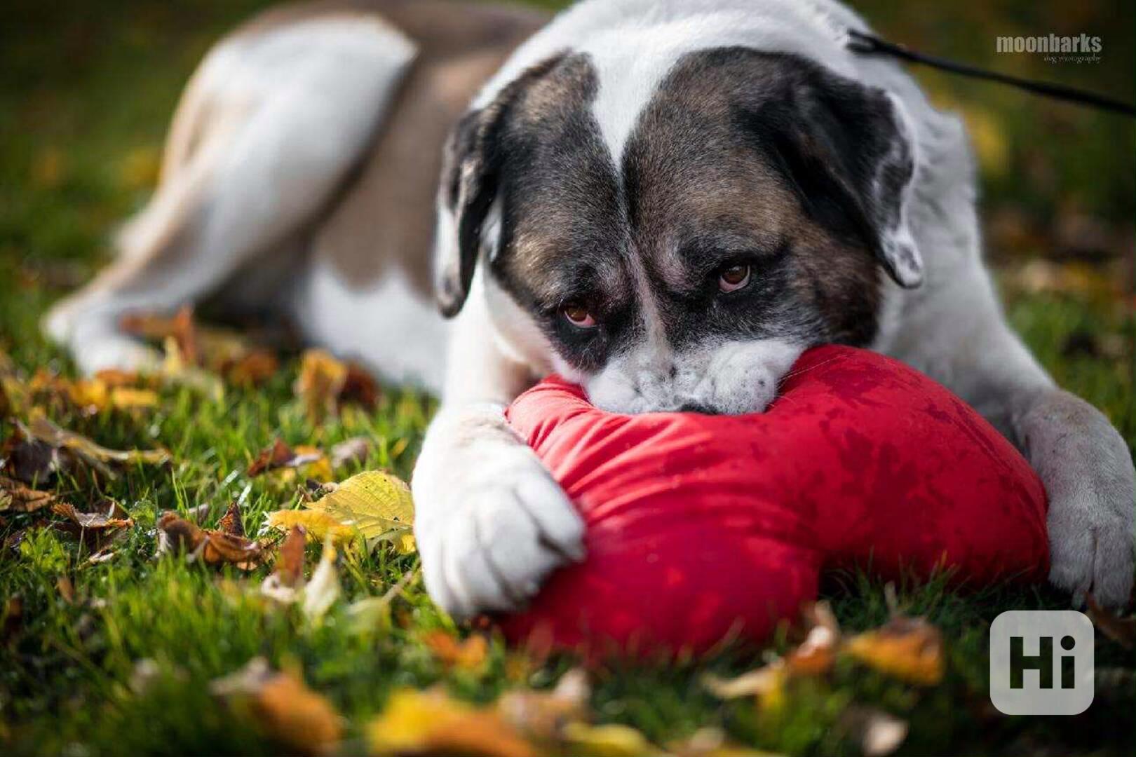 DAG - SAO 74 kg, kastrovaný psík 8 let  - foto 1