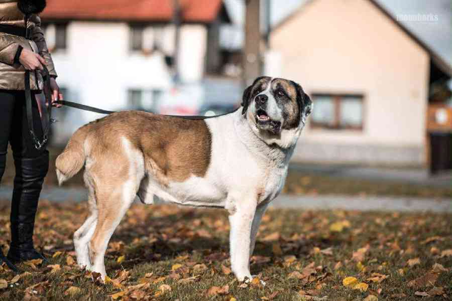 DAG - SAO 74 kg, kastrovaný psík 8 let  - foto 8