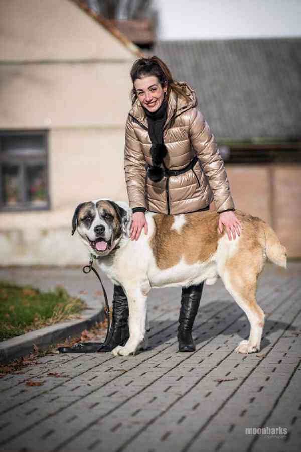 DAG - SAO 74 kg, kastrovaný psík 8 let  - foto 4