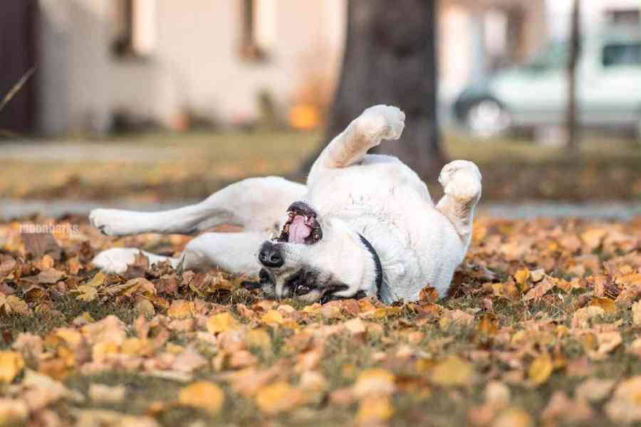 DAG - SAO 74 kg, kastrovaný psík 8 let  - foto 10