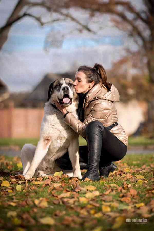 DAG - SAO 74 kg, kastrovaný psík 8 let  - foto 3