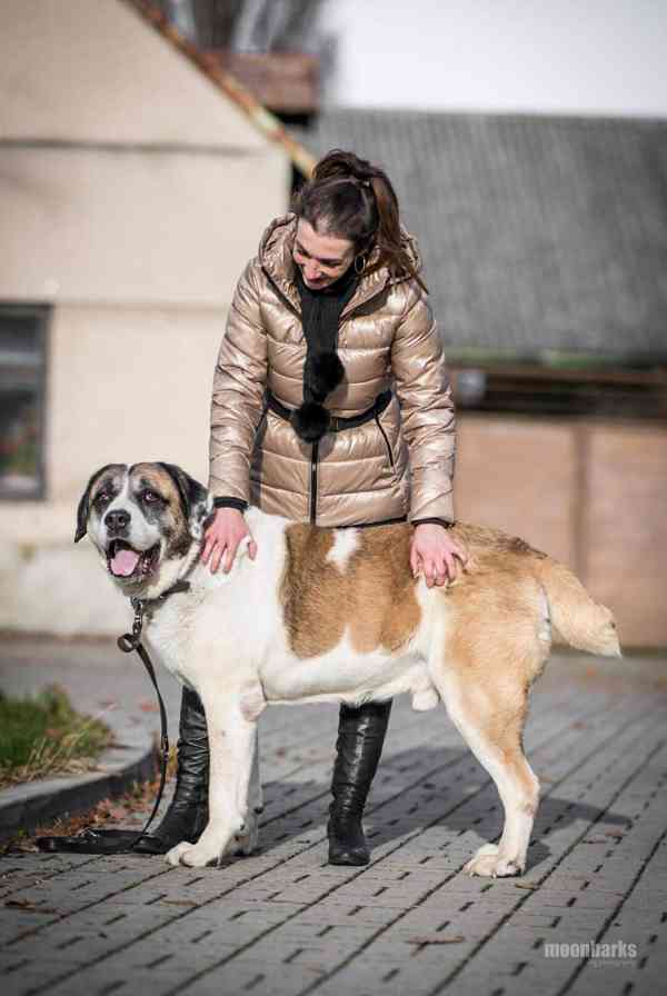 DAG - SAO 74 kg, kastrovaný psík 8 let  - foto 6