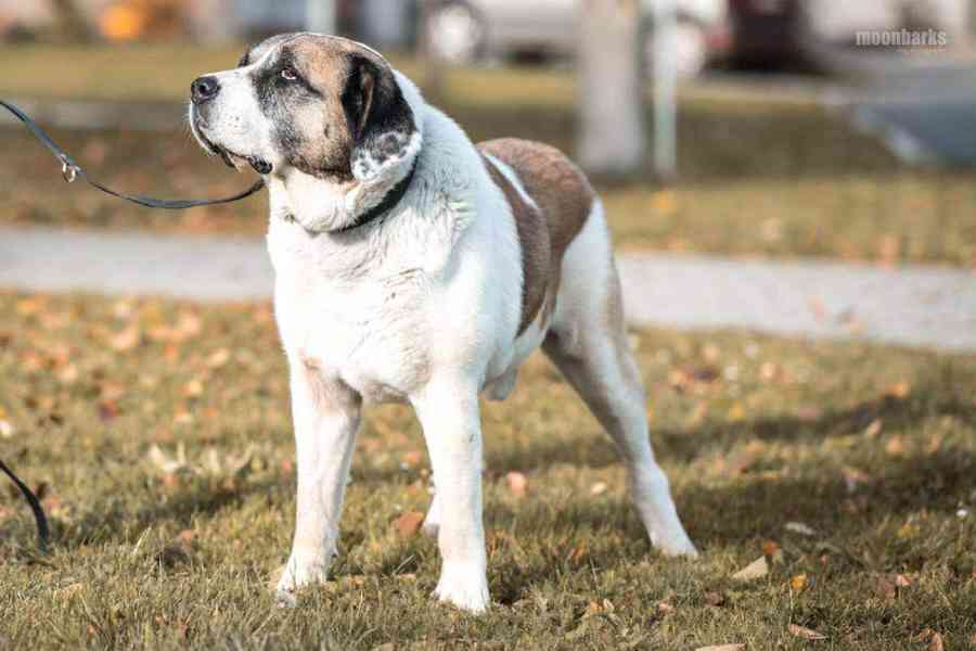 DAG - SAO 74 kg, kastrovaný psík 8 let  - foto 5