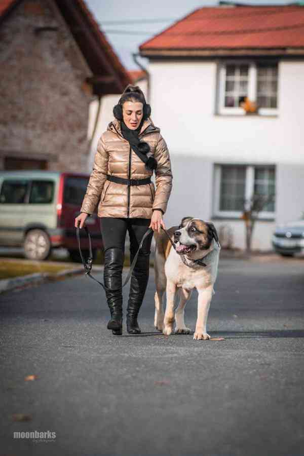 DAG - SAO 74 kg, kastrovaný psík 8 let  - foto 7