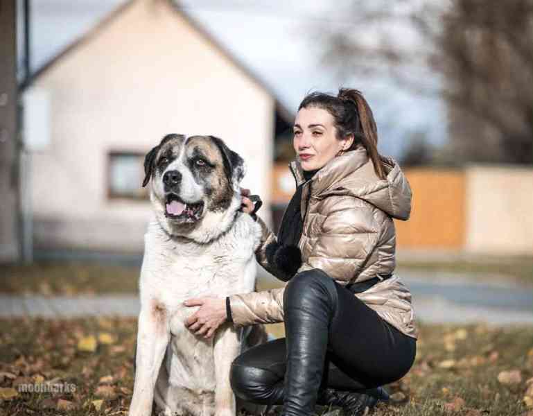 DAG - SAO 74 kg, kastrovaný psík 8 let  - foto 2