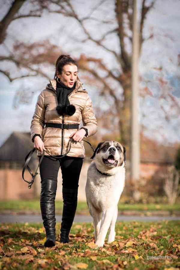 DAG - SAO 74 kg, kastrovaný psík 8 let  - foto 9