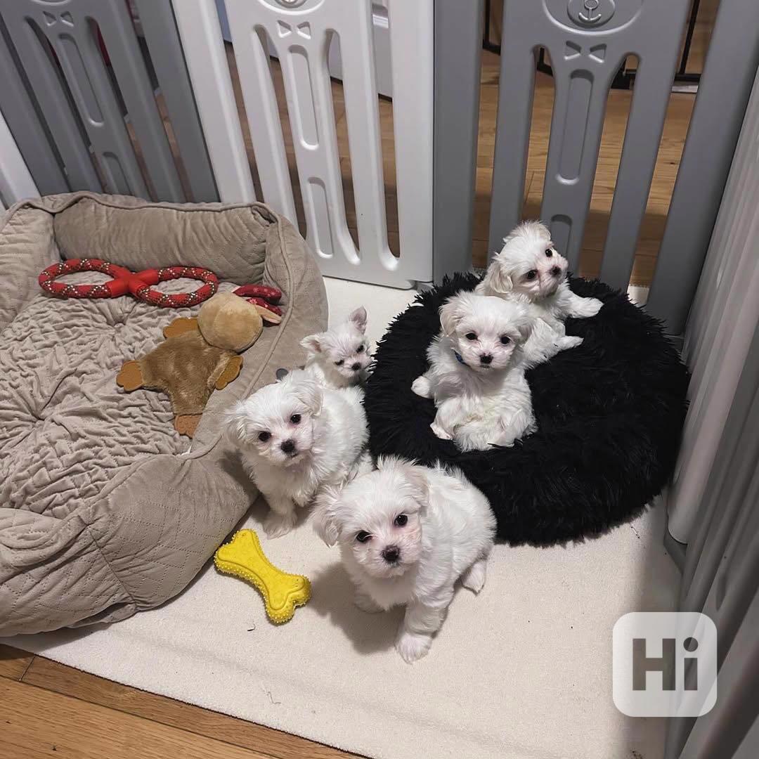 12 týdnů stará maltézská štěňata - foto 1