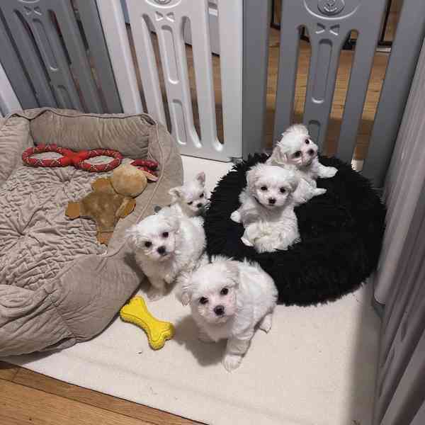 12 týdnů stará maltézská štěňata - foto 1