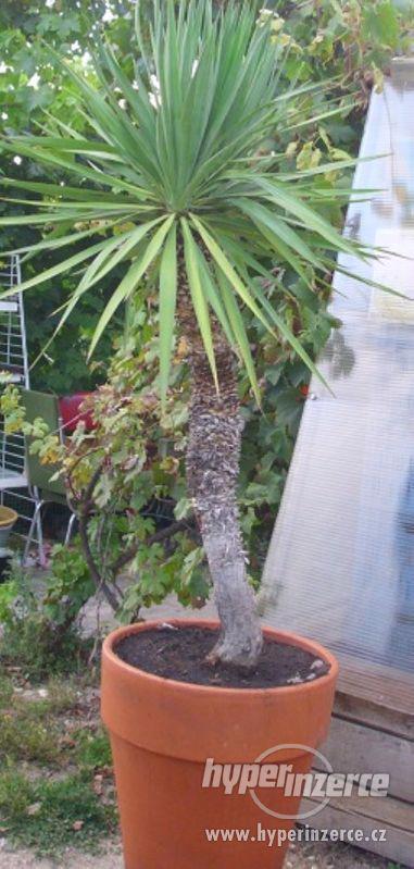 Juka Gloriosa-  mrazuvzdorná stromová juka - foto 1