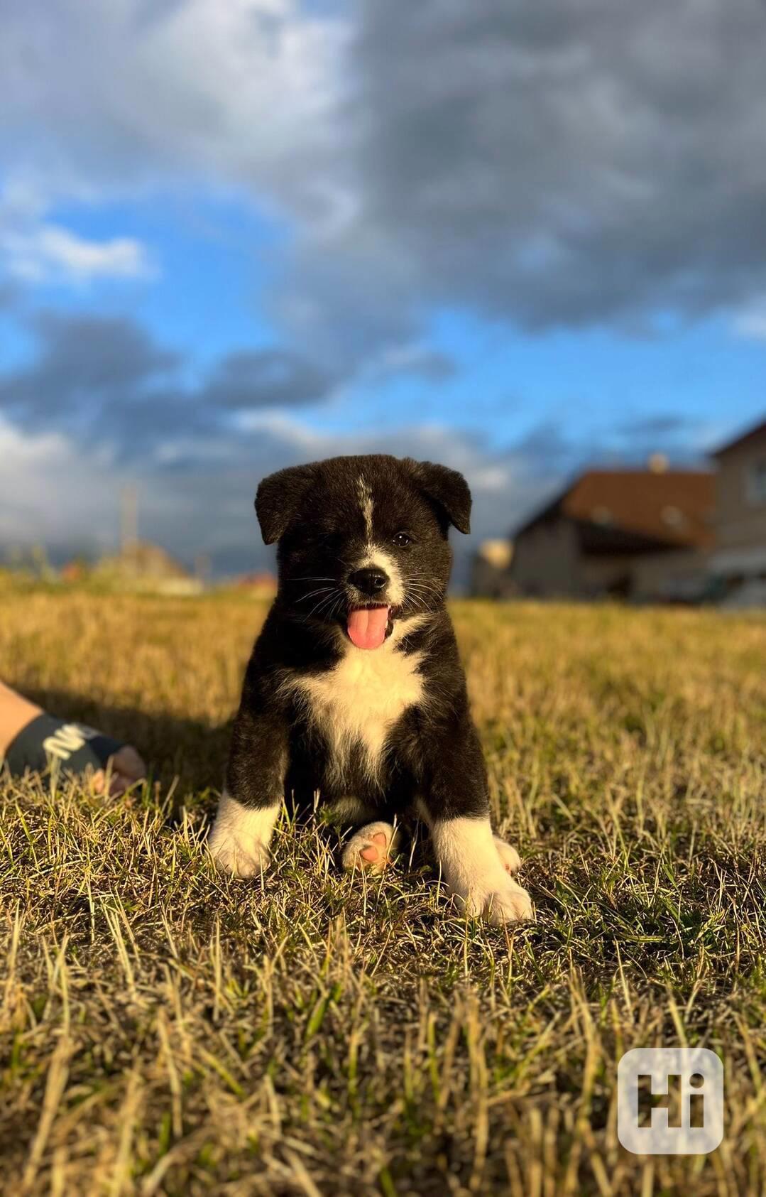 Achiro - Akita Inu s PP -  hledá svůj domov  - foto 1
