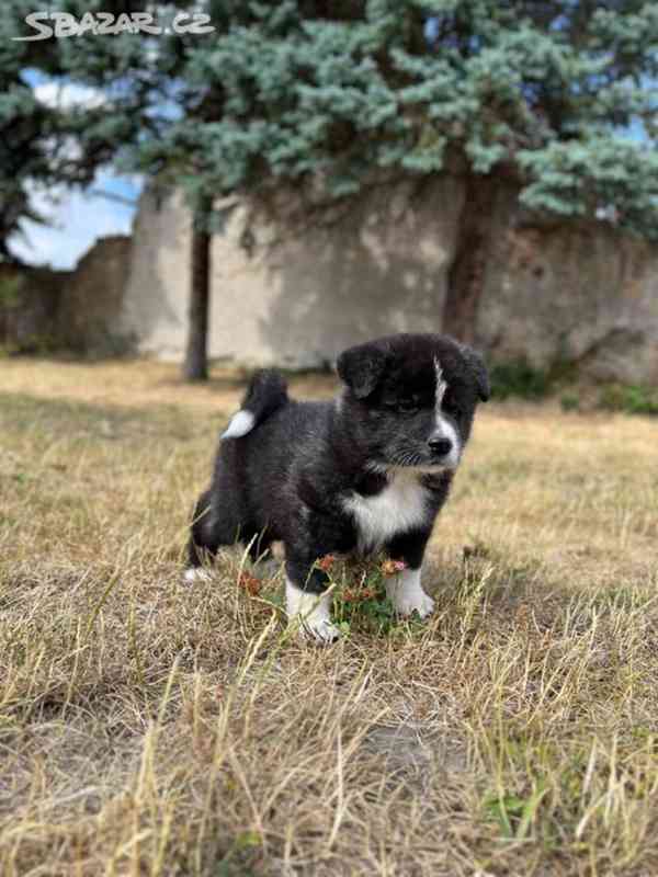 Achiro - Akita Inu s PP -  hledá svůj domov  - foto 4