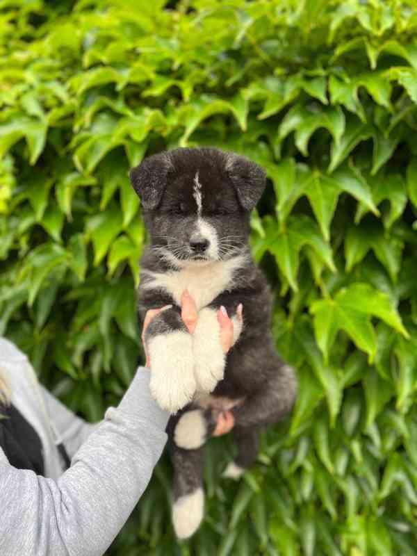 Achiro - Akita Inu s PP -  hledá svůj domov  - foto 3