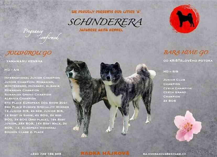 Achiro - Akita Inu s PP -  hledá svůj domov  - foto 5