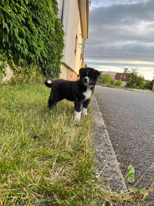 Achiro - Akita Inu s PP -  hledá svůj domov  - foto 2