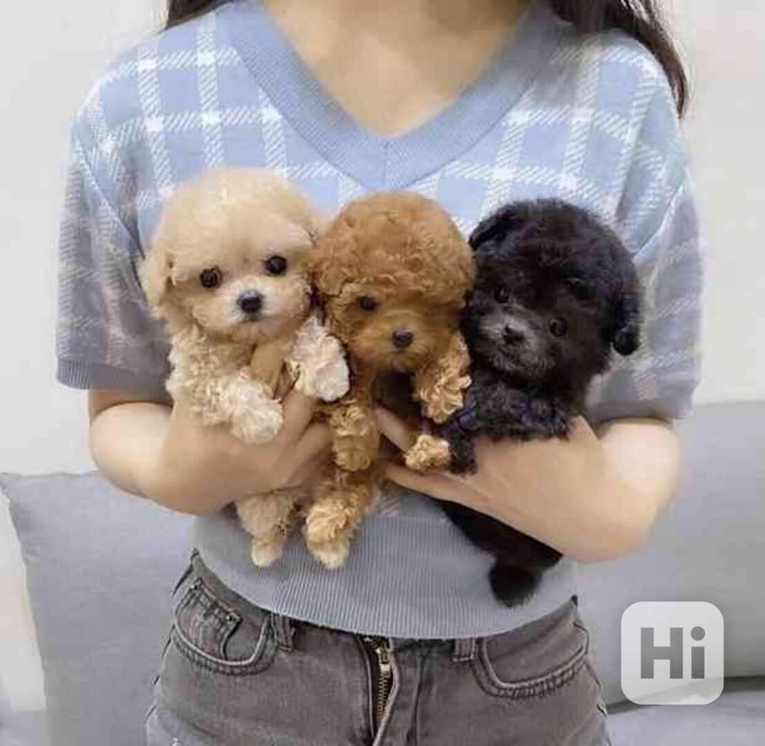 Krásné štěně pudla - foto 1