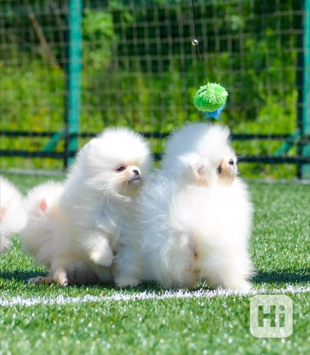 Krásné bílé štěně pomeraniana k dispozici - foto 1