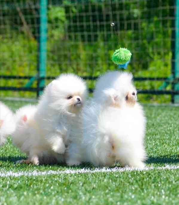 Krásné bílé štěně pomeraniana k dispozici